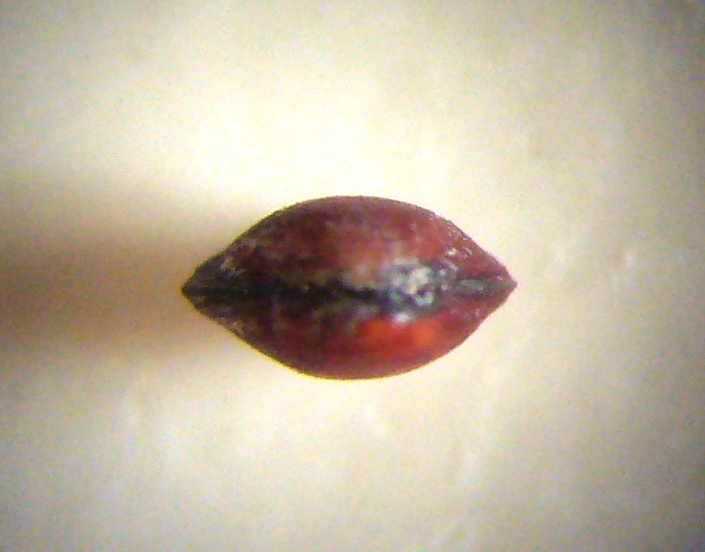 Piccolo bivalve tunisino
